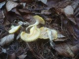 Hygrophorus lucorum image