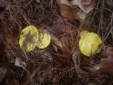 Hygrophorus lucorum image