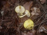 Hygrophorus lucorum image