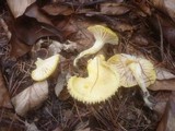 Hygrophorus lucorum image