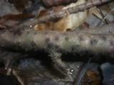 Melanopsamma pomiformis image