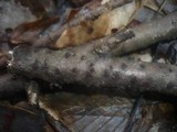 Melanopsamma pomiformis image