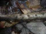 Melanopsamma pomiformis image