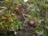 Psilocybe montana image