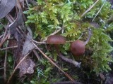 Psilocybe montana image