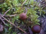 Psilocybe montana image