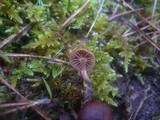 Psilocybe montana image