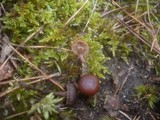 Psilocybe montana image