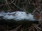 Tubulicrinis subulatus image