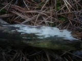 Tubulicrinis subulatus image
