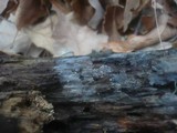 Xenasma pruinosum image