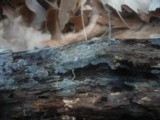 Xenasma pruinosum image