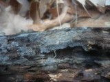 Xenasma pruinosum image