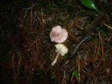 Rugosomyces carneus image