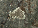 Dimelaena oreina image