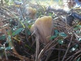 Clavariadelphus truncatus image