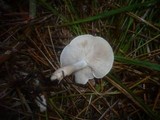 Clitocybe albofragrans image