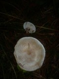 Clitocybe albofragrans image