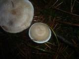 Clitocybe albofragrans image