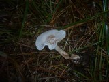 Clitocybe albofragrans image
