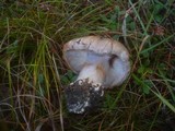 Cortinarius caesiocanescens image