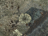 Dimelaena radiata image