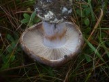 Cortinarius caesiocanescens image