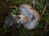 Cortinarius caesiocanescens image