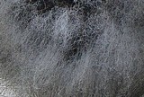 Rhizopus stolonifer image