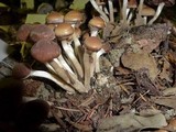Psathyrella piluliformis image