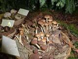 Psathyrella piluliformis image