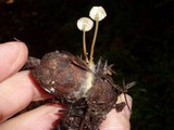 Strobilurus trullisatus image