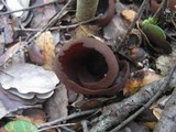 Otidea bufonia image