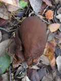 Otidea bufonia image