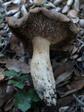Lactarius argillaceifolius image