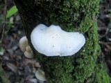 Crepidotus applanatus image
