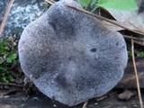 Tricholoma terreum image