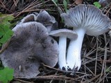 Tricholoma terreum image