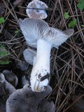 Tricholoma terreum image