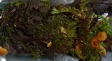 Xeromphalina cauticinalis image