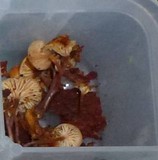 Xeromphalina cauticinalis image