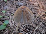 Parasola auricoma image