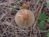 Parasola auricoma image