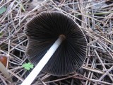 Parasola auricoma image