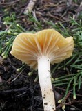 Cuphophyllus pratensis image