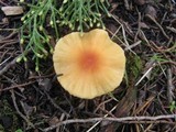 Cuphophyllus pratensis image