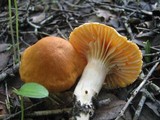 Cuphophyllus pratensis image
