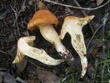 Cuphophyllus pratensis image