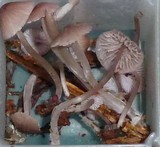 Mycena purpureofusca image
