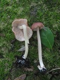 Entoloma roseum image